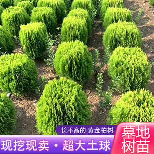 矮化黄金柏球型带土球洒金柏树苗松柏树柏树树苗塔柏龙柏墓地松柏