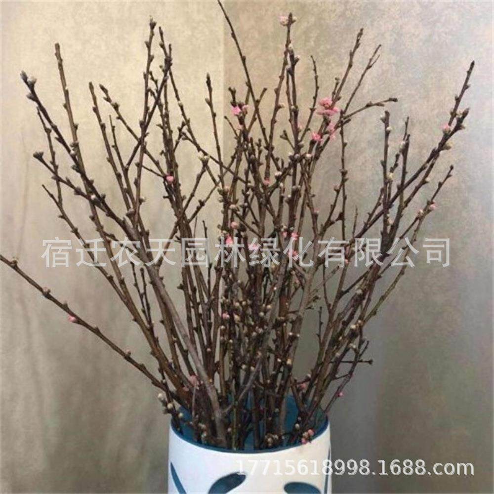 腊梅干枝干花客厅酒店书房电视柜艺术家居创意花瓶插花红梅绿梅