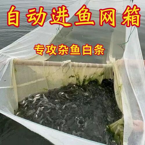 自动进箱白条餐条水库小杂鱼草鱼苗鱼苗泥鳅