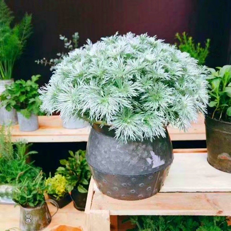 银叶植物朝雾草盆栽苗观叶阳台庭院花镜园宿根低维护皮实好养直发