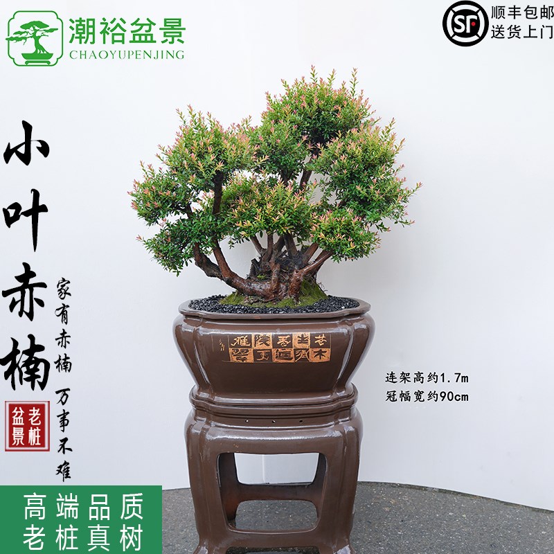 小叶赤楠精品红杨木盆景室内盆栽植物客厅绿植好养办公室耐阴好养
