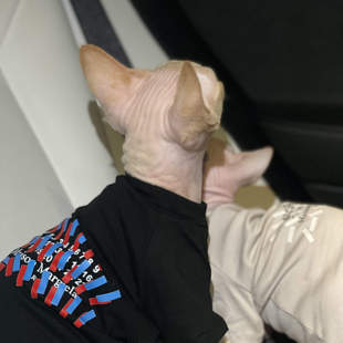 潮无毛猫衣服纯棉夏薄款空调房吊带弹力透气阿比德文司芬克斯衣服