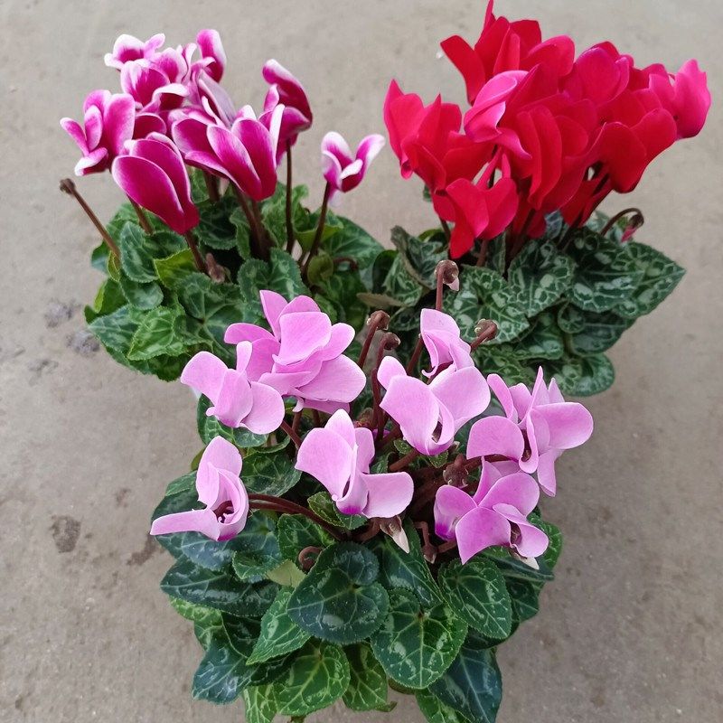 仙客来盆栽室内外阳台庭院四季z花卉绿植观花植物净化空气带花发