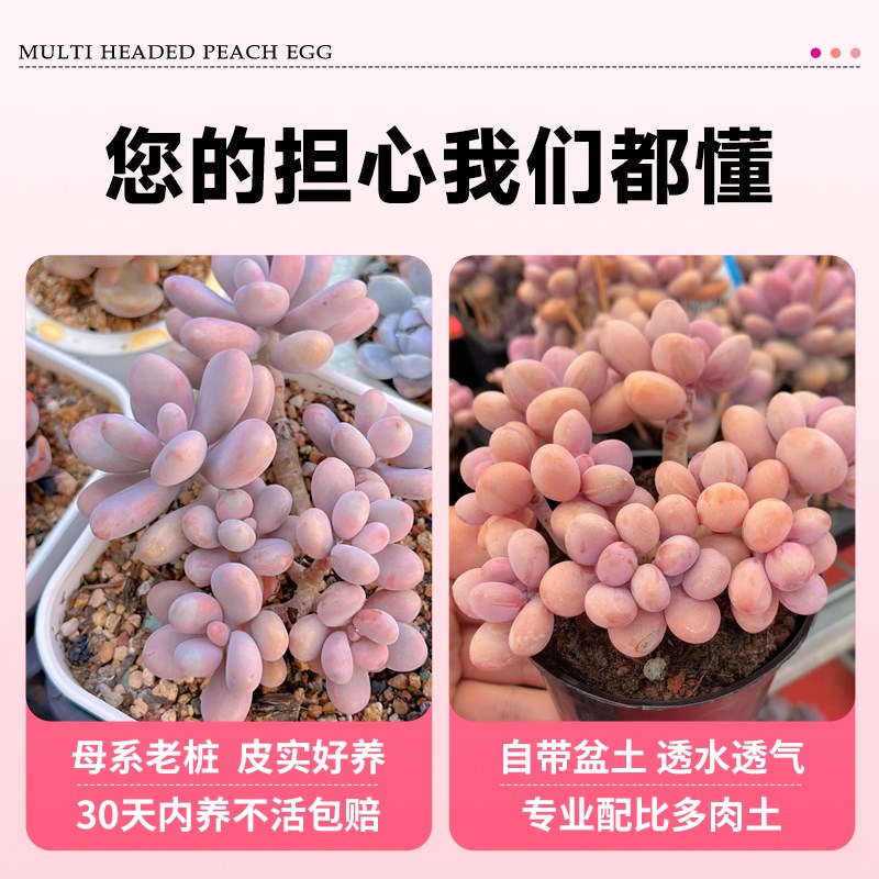 桃蛋多肉小盆栽奶酪老桩大颗办公室桌面稀有品种多肉绿植物花卉