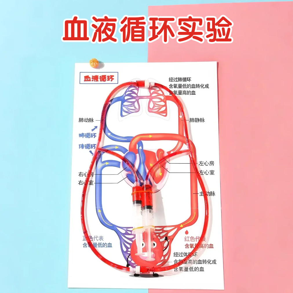 科学小实验人体血液循环模型