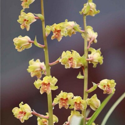 金祥云 蕙兰中矮小草 花高出架 花香浓郁