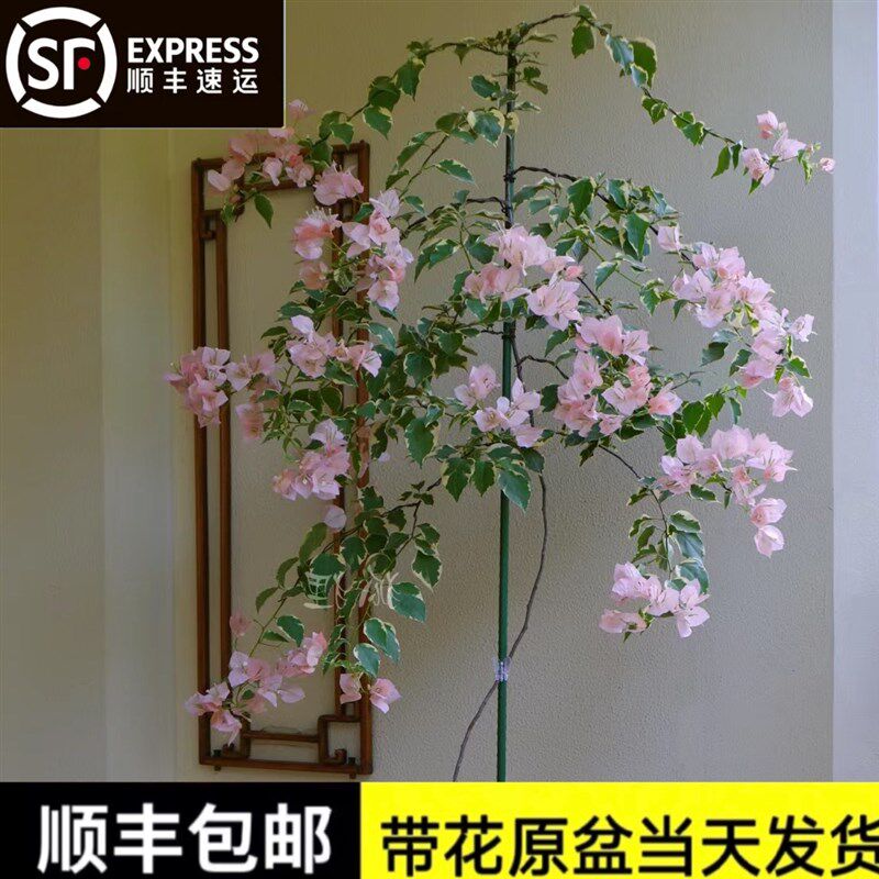 马斯高飘三角梅卡亚塔飘枝苏瓦娜高杆不甜爬藤漳红樱老桩大型盆栽