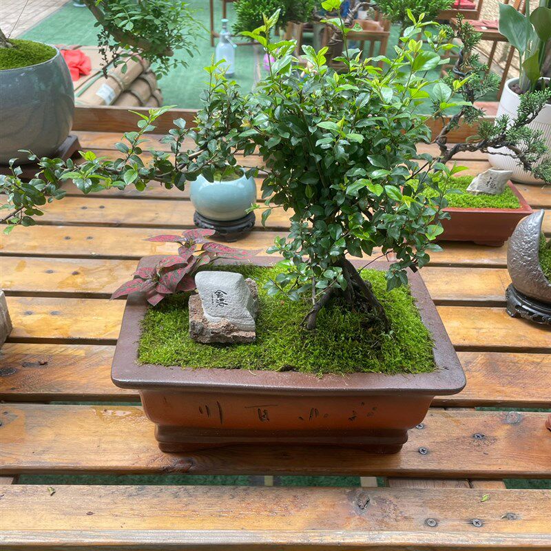 小叶雀梅树桩造型假山盆景植w物老桩办公室内客厅绿植桌面盆栽好