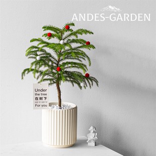 安第斯花园 南洋杉 圣诞树 室内绿植花卉 办公室盆栽 圣诞节礼物
