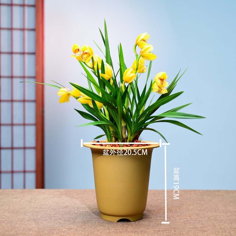 0413金玉满堂兰花花卉绿植盆栽室内客厅办公茶桌阳台浓香不带花苞