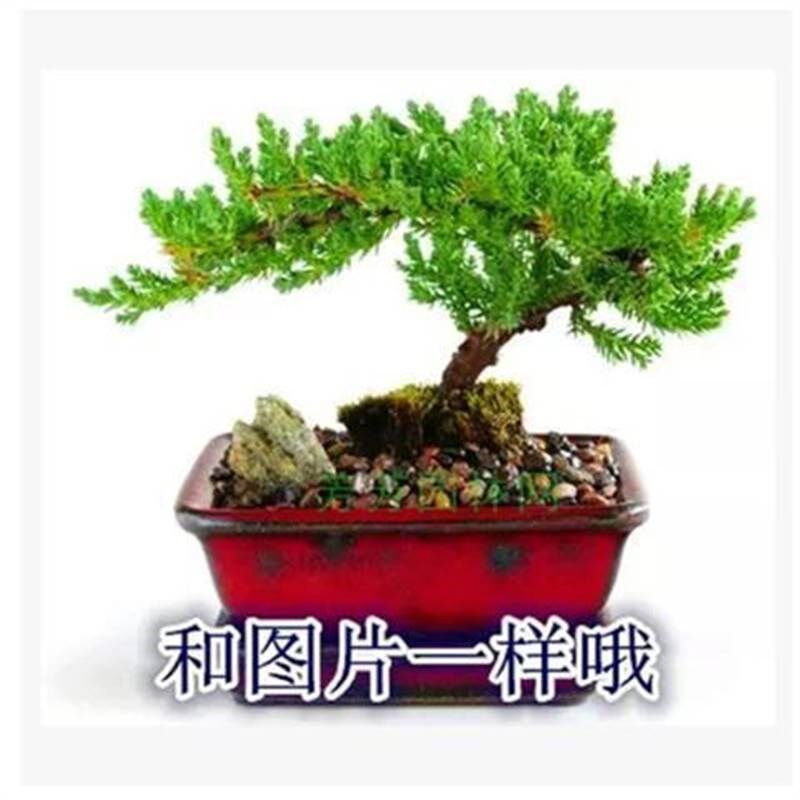 松树盆景迎客松地柏松中式花盆植物真盘景真树生财柏树室内外盆栽