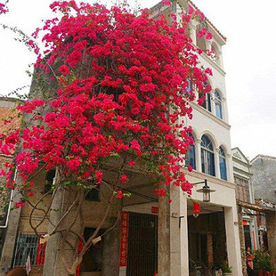 勤花三角梅树苗老桩耐寒爬藤植物重瓣四季开花盆栽庭院观花卉阳台