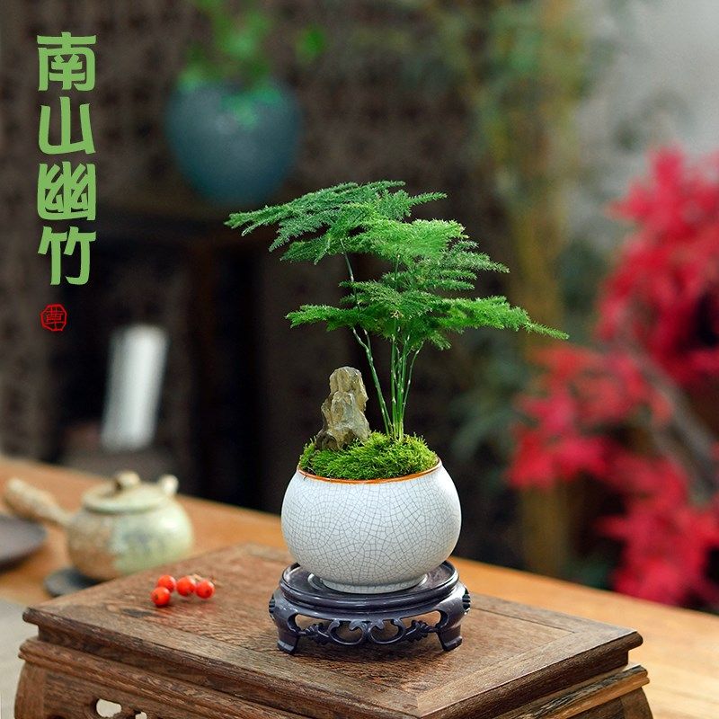 矮生文竹盆栽假山盆景中式创意植物办公室书房茶桌面耐阴好养绿植