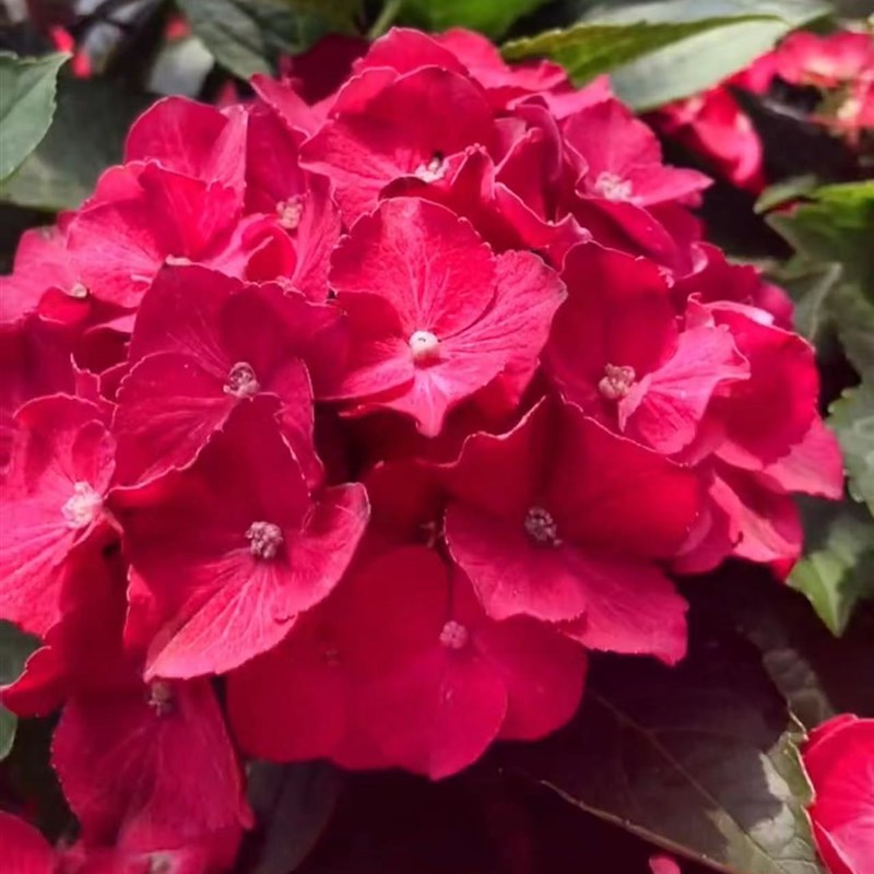 优选绣球 无尽夏第五代袭夏 穴盘苗小苗花苗P盆栽植物覆盆子红.