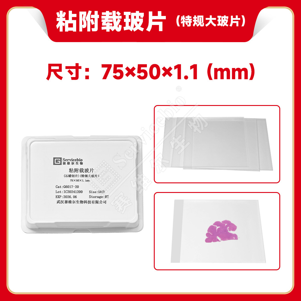 现货 赛维尔生物Servicebio 粘附载玻片（石蜡切片）（特规大玻片） G6017-20 20片/盒 科研实验