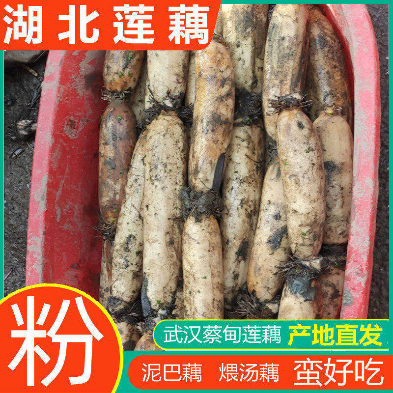 湖北莲藕粉藕武汉蔡甸特产粉藕煲汤清水九孔糯米藕片洪湖新鲜现挖