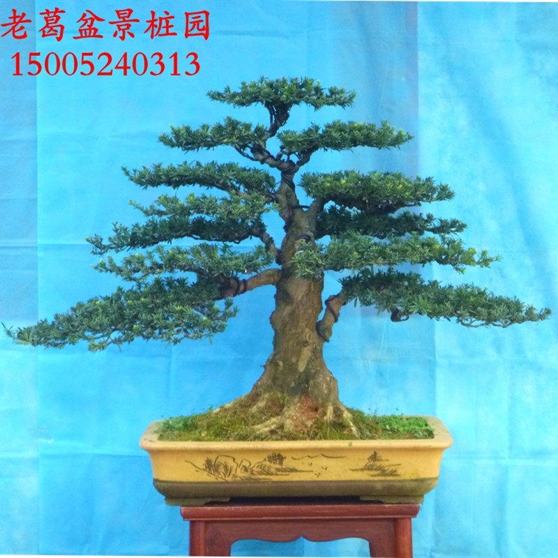 大树型米叶罗汉松盆景造型实物D 树型好过度好 罗汉松树桩
