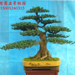 米叶罗汉松盆景造型 实物大根部好过P度好 罗汉松树桩