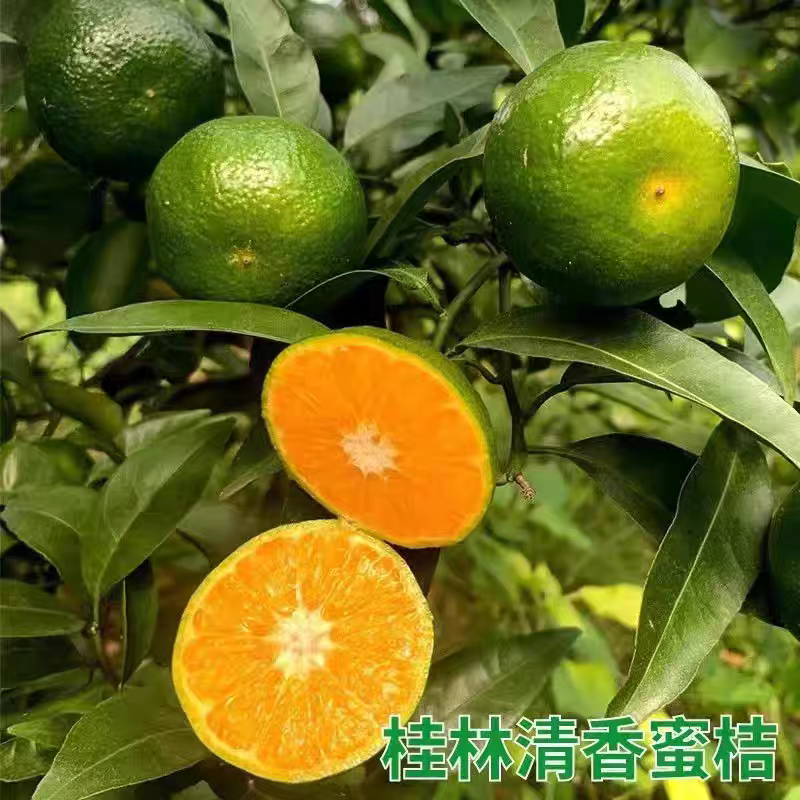 正宗广西桂林清香蜜橘纯甜蜜桔巴西柑初恋果当季现摘小橘子茶橘