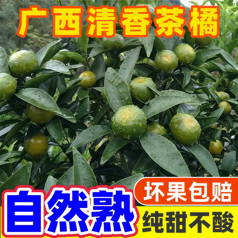 清香蜜桔茶橘初恋果当季水果