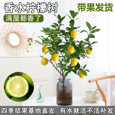 水培植物香水柠檬树花卉盆栽水果食用办公室桌面带果四季养绿植
