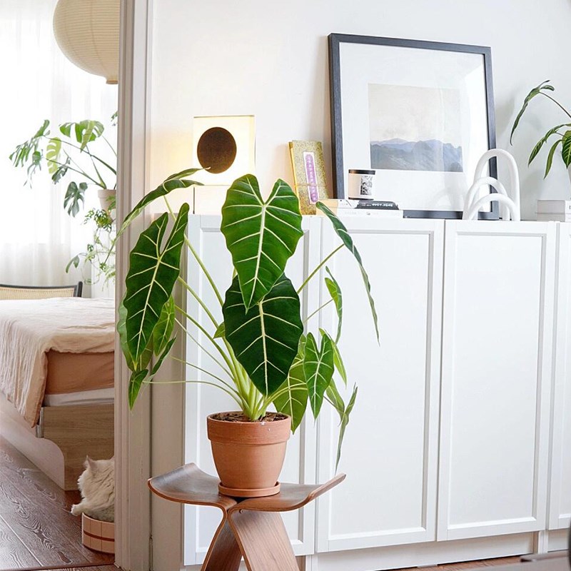 绿天鹅海芋盆栽室内大型观叶绿植网红大叶四季常青好养天鹅绒客厅