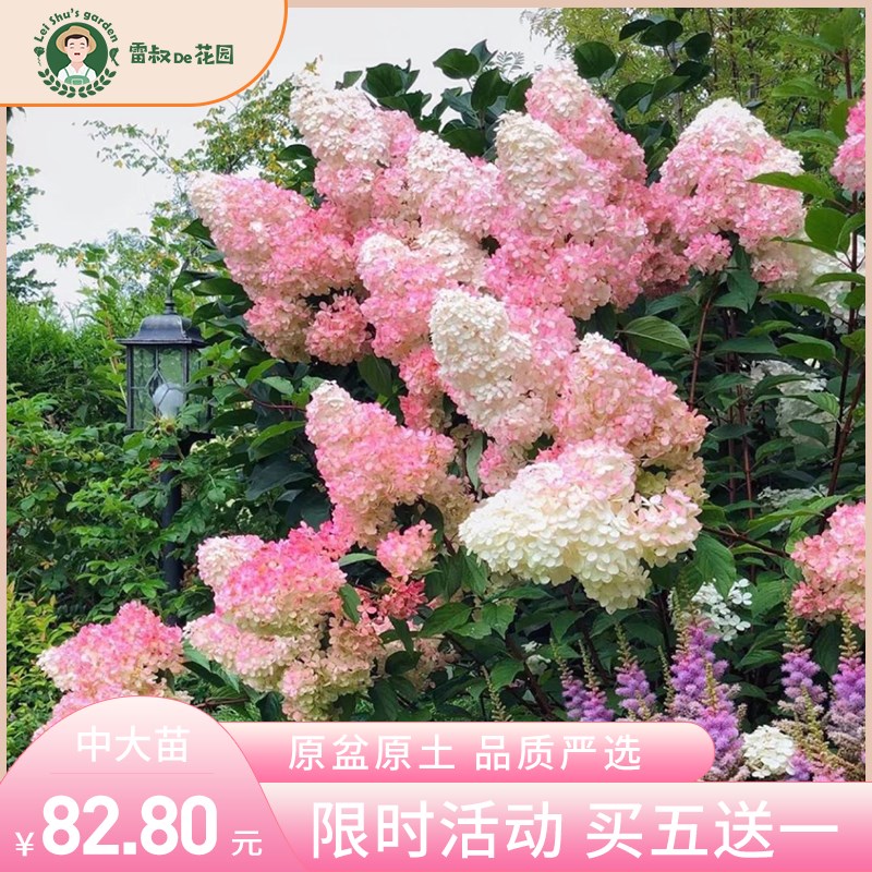 雷叔花园圆锥绣h球香草草莓耐热耐寒庭院植物花卉带盆栽好养好发