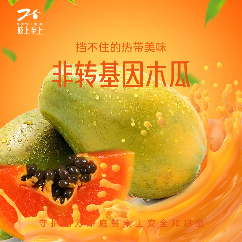 枝上至上非转基因木瓜