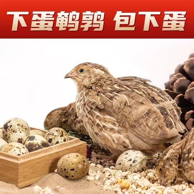 鹌鹑活苗鹌鹑产蛋高手青年鹌鹑鸟产蛋王活物鸡便宜会下蛋小宠物