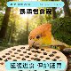 新款 鹦鹉觅食硅原木玩具解闷发泄虎皮牡丹玄凤小鸟自嗨防滑喂食盘