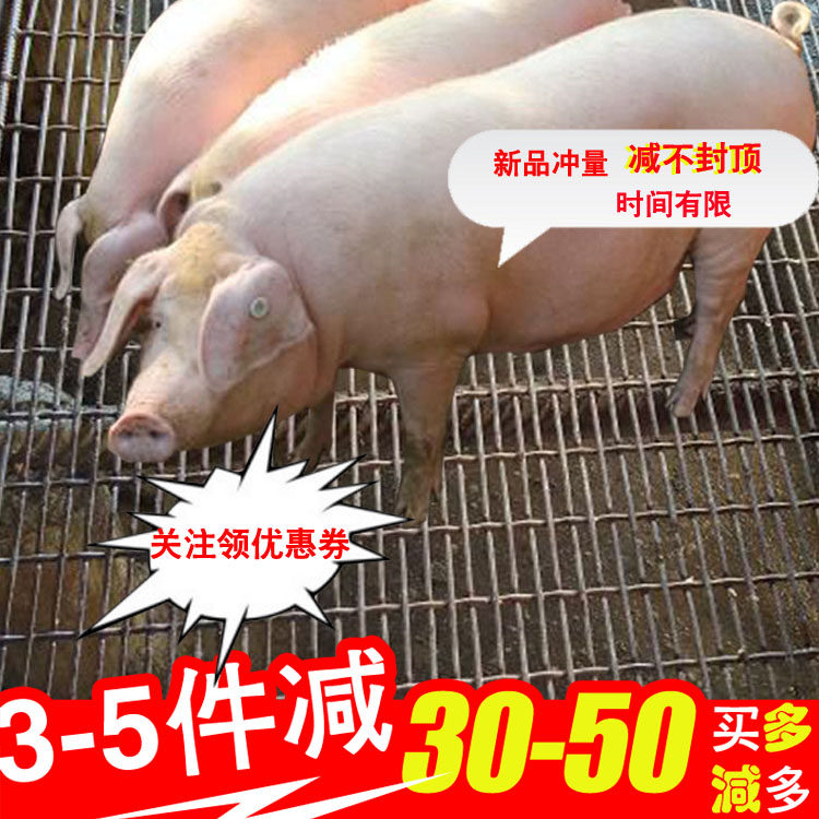 养猪网猪床漏粪网仔猪保育床母猪产床网 猪用漏粪钢丝网