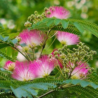 植物苗木园林绿化树苗芙蓉花树合欢树苗庭院绿化合欢木树苗工程