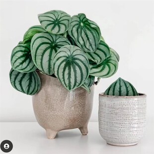 西瓜皮椒草 北欧风室内绿植王先.森 的花园