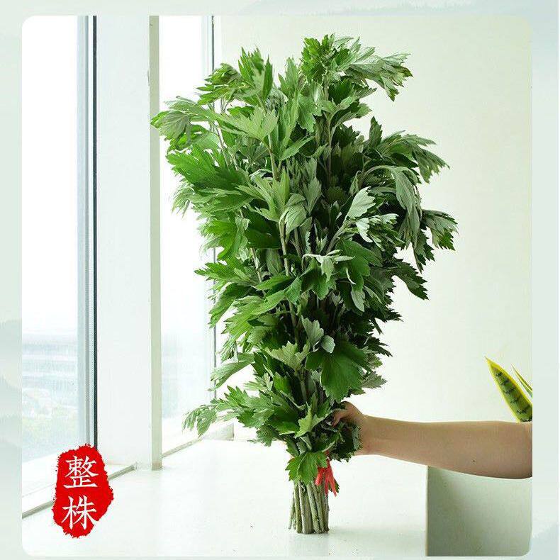 新鲜艾草整棵艾叶菖蒲清明节全株