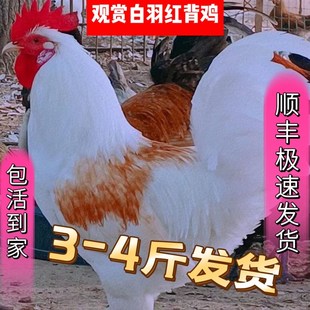 纯白鸡宠物鸡白羽鸡红羽观赏鸡D成年鸡下蛋鸡花柴鸡老品种鸡