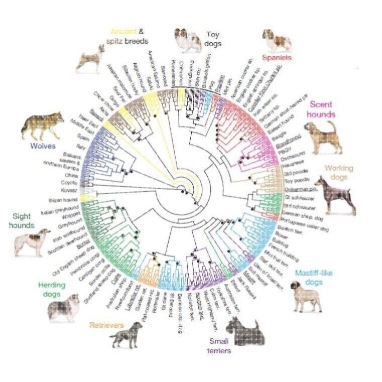 进化树/基因家族分析/作树/系统发育树/发生树/phylogenetic tree