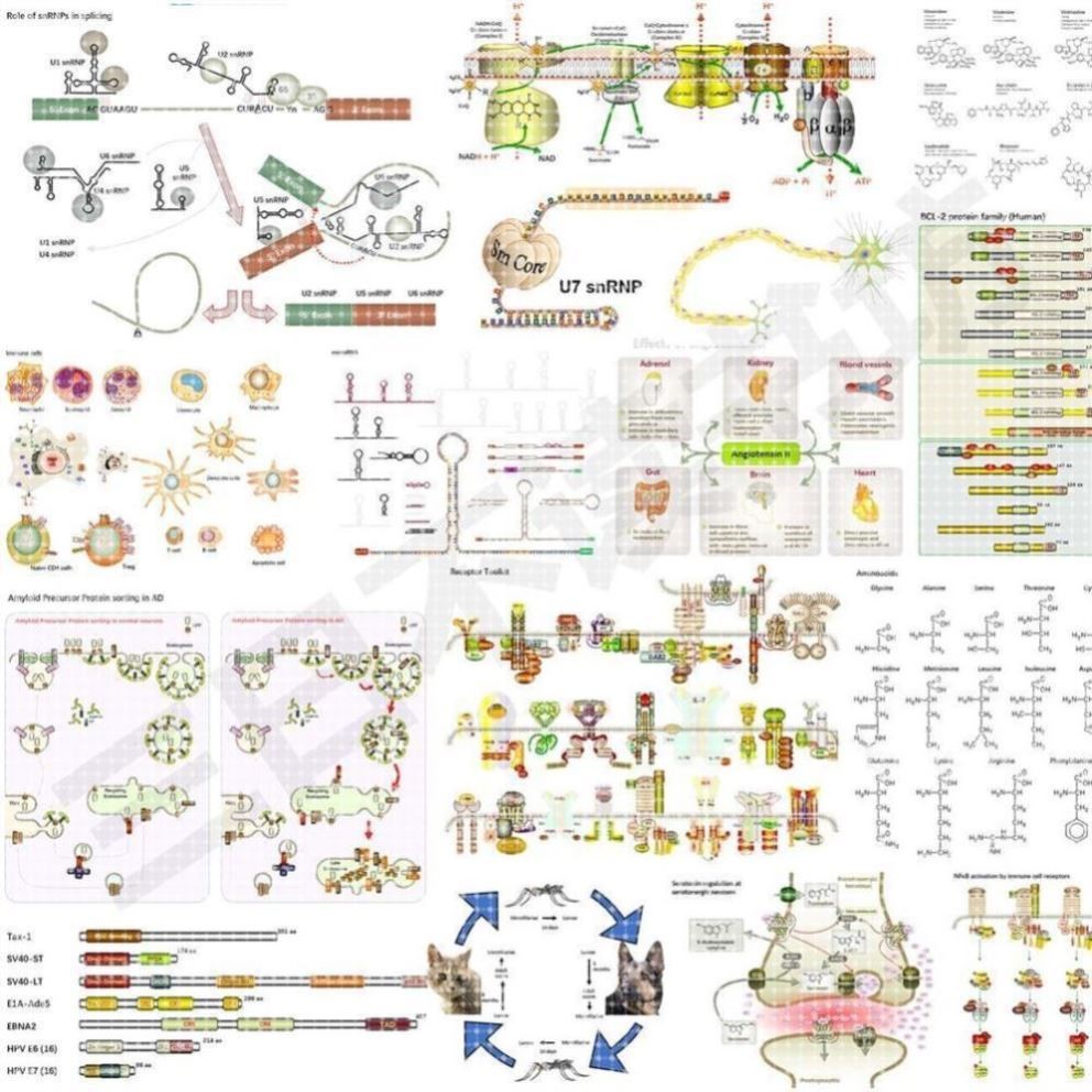 科研绘图信号通路生物医学SCI作图插画机制图摘要图PPT格式1600+
