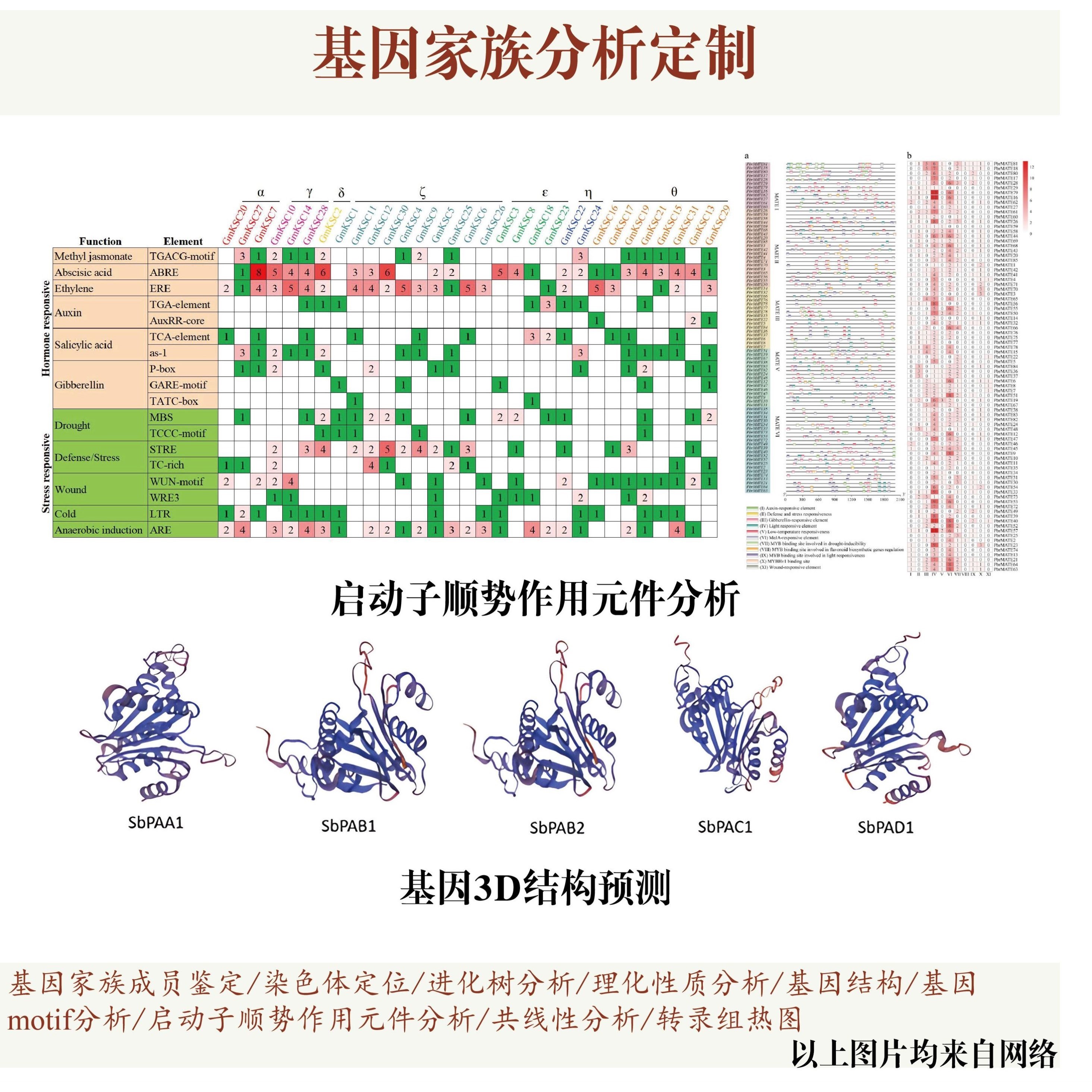 基因家族分析代做,包括基因家族成员鉴定染色体定位进化树共线性