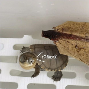 稀缺质感西非侧颈龟沼泽侧颈龟蛋受精蛋剃刀麝香圆奥头盔果核蛋人