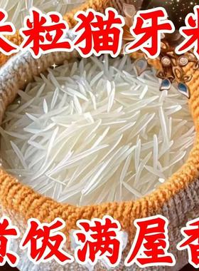 产地直发】新米猫牙米长粒香米正宗长款细长米猫牙优质煲仔饭5斤