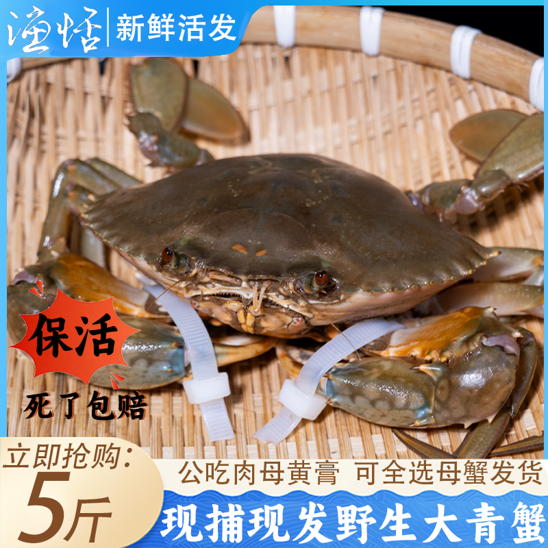 鲜活青蟹超大特大黄油红鲟蟹活发