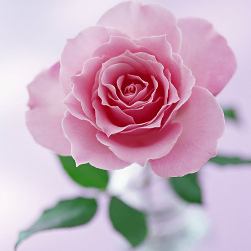 电脑壁纸手机图片如图可自己截图保存到手机电脑