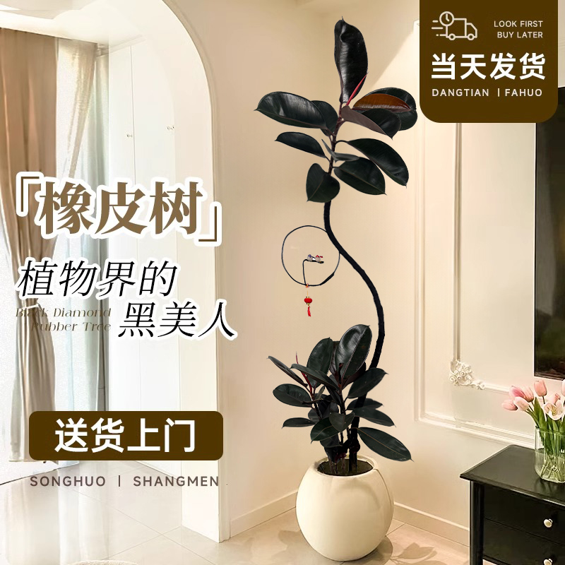 黑金刚橡皮树客厅大盆栽绿植