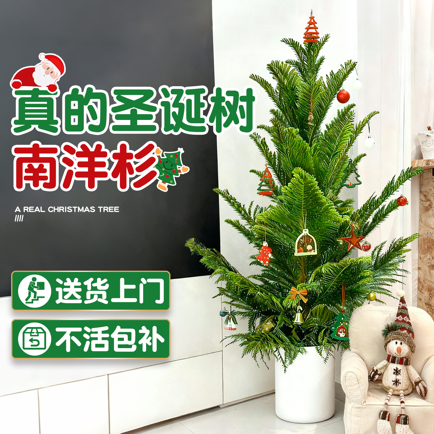 南洋杉盆栽真树盆景四季常青