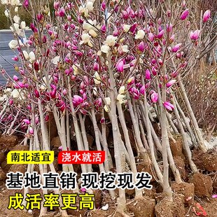 玉兰花树苗带花苞红白紫玉兰树室外矮化庭院四季花卉盆栽绿化大树