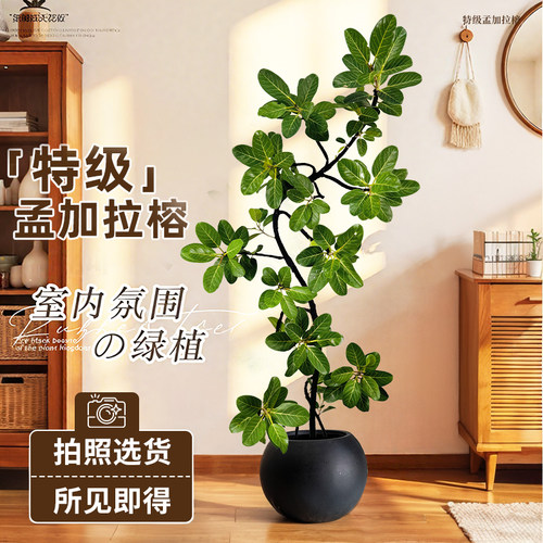 网红孟加拉榕盆栽大型室内客厅