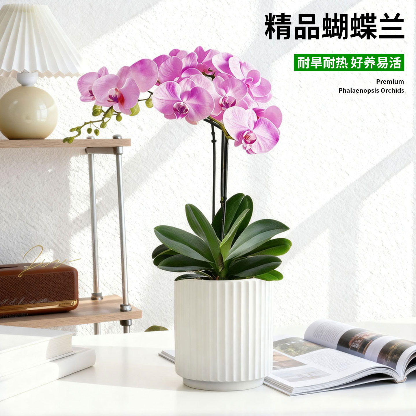 蝴蝶兰带花盆栽室内绿植