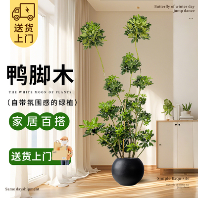 鸭脚木客厅大盆栽八方来财