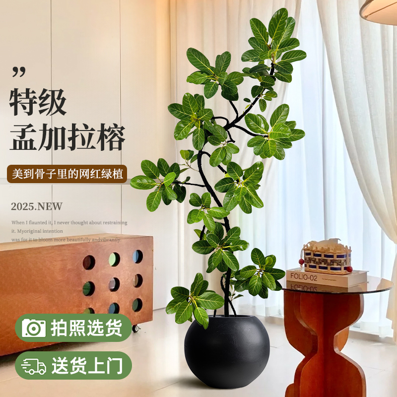 孟加拉榕盆栽室内客厅大型绿植