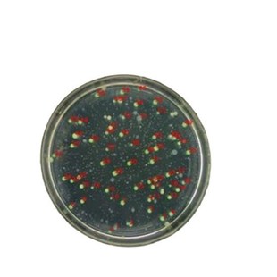 LB-6300 型便携式全自动菌落计数仪 菌落分析统计短时间统计菌落